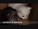 【生後023日】伊勢'sの体重測定【蒼民家の猫々】