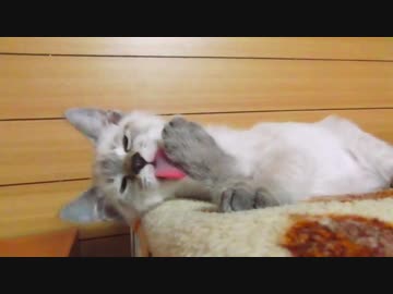 【甘える子猫】2回目のワクチン接種後とろんとした目で飼い主に甘える