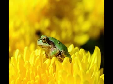 【癒し】カエルの鳴き声と静かな雨が降る音（睡眠用BGM・作業用BGM）
