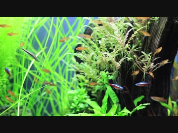 もはやストック水槽ではないアレの現状・その１２