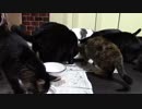 こんしゅうのおやつ【蒼民家の猫々】