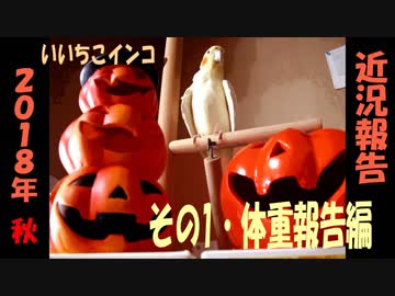 いいちこインコ22歳・2018年秋/近況報告「体重報告編」