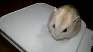 ハムスター飼いました。その47～ぷりんちゃんと初めての？へやんぽ。～