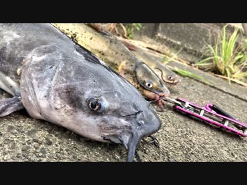 外来種を食べに行こう！【#4アメリカナマズ】