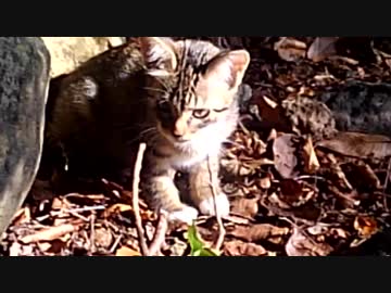 ニコニ広告&amp;コメントで政治ランキング1位をお猫様にする