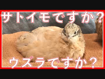 これはサトイモですか？