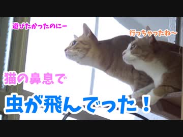 はじめての虫との遭遇。鼻息ですっ飛ばすレンちゃん。