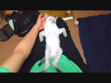 仰向けに眠る子猫が無防備すぎて完全に野生を忘れている【膝の上で寝がち】