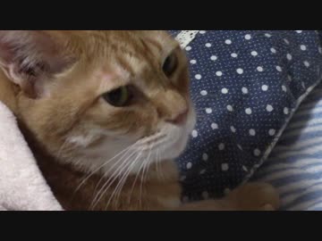 拾いねこ＠生後2292/2259日目　枕と布団で寝るアコさん。