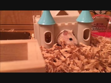 新しい家に引っ越したときのハムスター