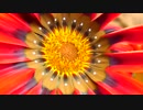 Colorful Flower With Ants　鎌田節子