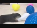 風船はほふく前進で追いかけるスタイルのカワウソ