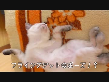 子猫の寝相がフライングゲット！？奇妙な体勢でまどろむ＆眠る子猫