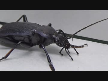 [閲覧注意!!]　再編集　オオオサムシにジャイアントミルワームを食べさせてみた。 (Carabus dehaanii)