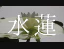 Water Lotus