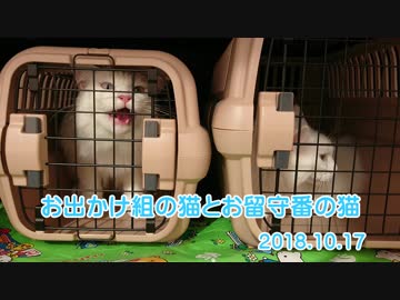 【HR299】2018.10.17の猫たち。お出かけ組の猫とお留守番の猫