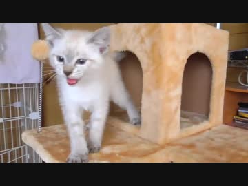 キャットタワー組み立て！開封から完成まで子猫と一緒【甘える子猫】