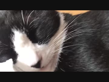 コムギ、人間みたいないびきをかく