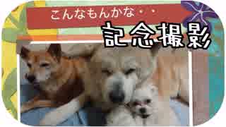 マルチーズと秋田犬と柴犬のお揃い記念撮影がうまく行かな過ぎて、かえって可愛い件