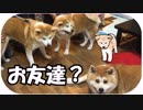 秋田犬の軍団が焼肉屋をジャック？こんなお店見たことない！超レア映像！