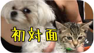 新入り子猫参上に思い思いの反応を示す先住の秋田犬、柴犬、マルチーズの反応。興味津々！