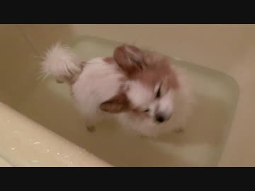 足湯につかるワンコ（パピヨン）