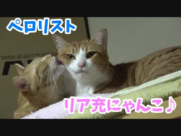 ペロリストリア充猫様を眺める動画。