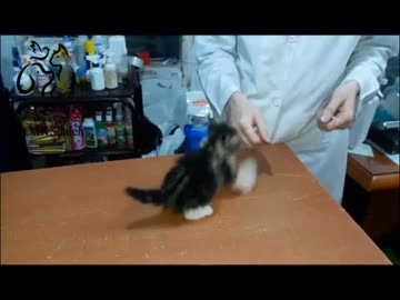 注射で怒り狂う子猫