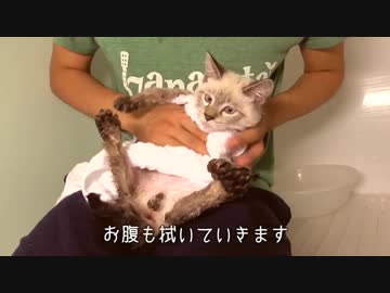 子猫初めてのお風呂！嫌がりながらも頑張ったご褒美にはウェットフード【恐怖のドライヤー】