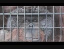 フランジが凄いオランウータンのフトシ君(千葉市動物公園)