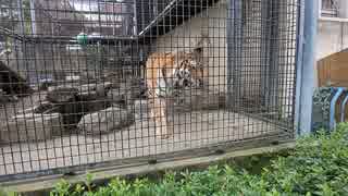 茶臼山動物園の親子の日常