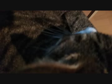 ねこ