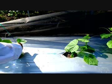 きゅうり栽培実況vol.55   H30秋④めかぎ、ビニール無い状態での管理。