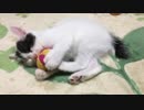 トランス状態の猫