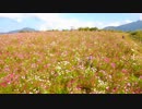 上原高原のコスモス(秋桜)に優しさと秋の終わりを感じた件っ！
