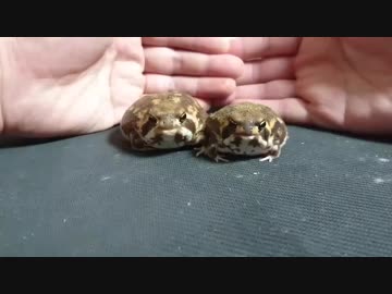 アメフクラガエル　お別れ