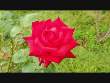 【ゆっくり】徒歩で日本一周part417【周南→柳井】