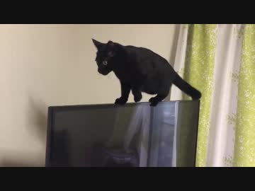 【黒猫】超危険な綱渡り【琥珀】