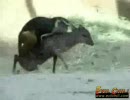 すんげえうっとうしい猿(小鹿的にという意味で)