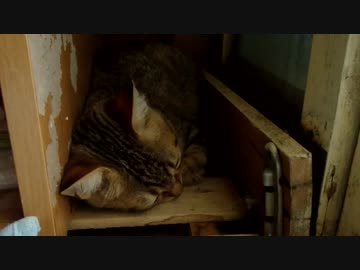 仔猫と生活#2「タタル」