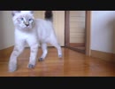 【カメラを止めるな！】部屋から脱走したがる子猫【ダンボール好き】