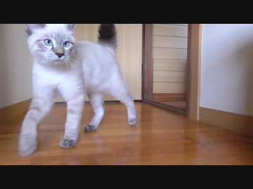 【カメラを止めるな！】部屋から脱走したがる子猫【ダンボール好き】