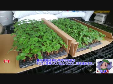 本気農業　「いちご」つくって400万稼ぐ　その14 ゆっくり解説