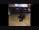 【笑わなかったら神】 最高に超めっちゃ面白いVine集