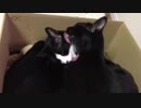 【♂×♂】コムギと琥珀、イチャつく