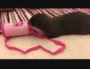 水筒の中で泳げるかどうかをチェックするカワウソ