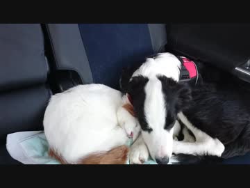 くっついて寝たいワンコとまんざらでもないニャンコ