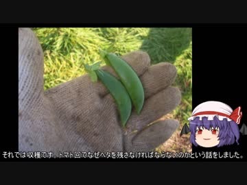 ゆっくり農民92スナップエンドウを育ててみませんか？