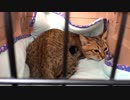 仔猫と生活#4「始めての病院」