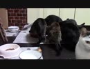 こんしゅうのおやつ【蒼民家の猫々】